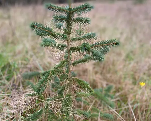 Vi planter træer på Norddjurs 